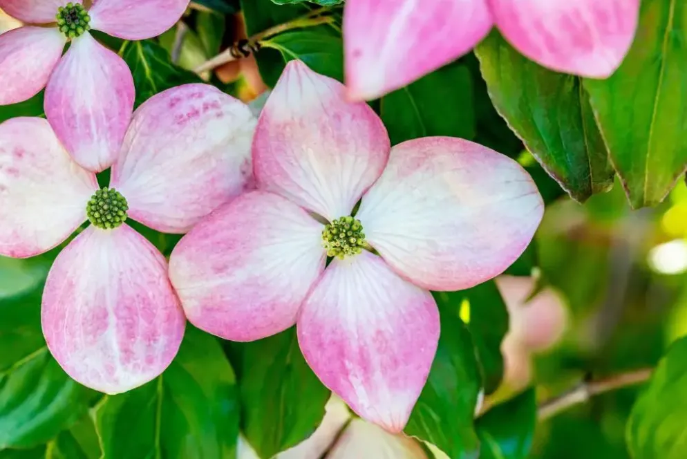 Cornus kousa 'Satomi'® (Japanse grootbloemige kornoelje 'Satomi')