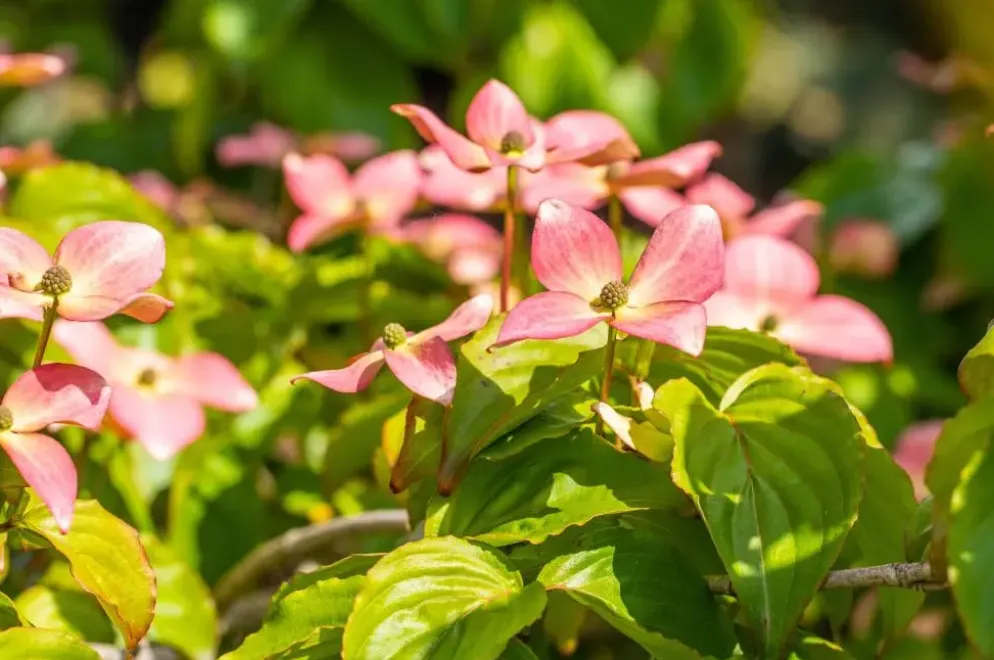 Cornus kousa 'Satomi'® (Japanse grootbloemige kornoelje 'Satomi')