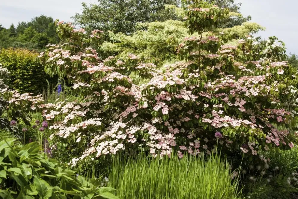 Cornus kousa 'Satomi'® (Japanse grootbloemige kornoelje 'Satomi')