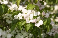 Cornus kousa 'Satomi'® (Japanse grootbloemige kornoelje 'Satomi')