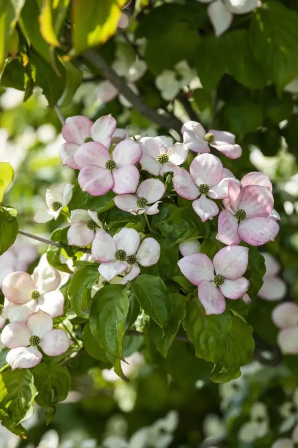 Cornus kousa 'Satomi'® (Japanse grootbloemige kornoelje 'Satomi')