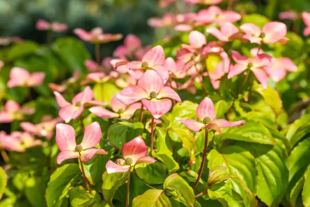 Cornus kousa 'Satomi'® (Japanse grootbloemige kornoelje 'Satomi')