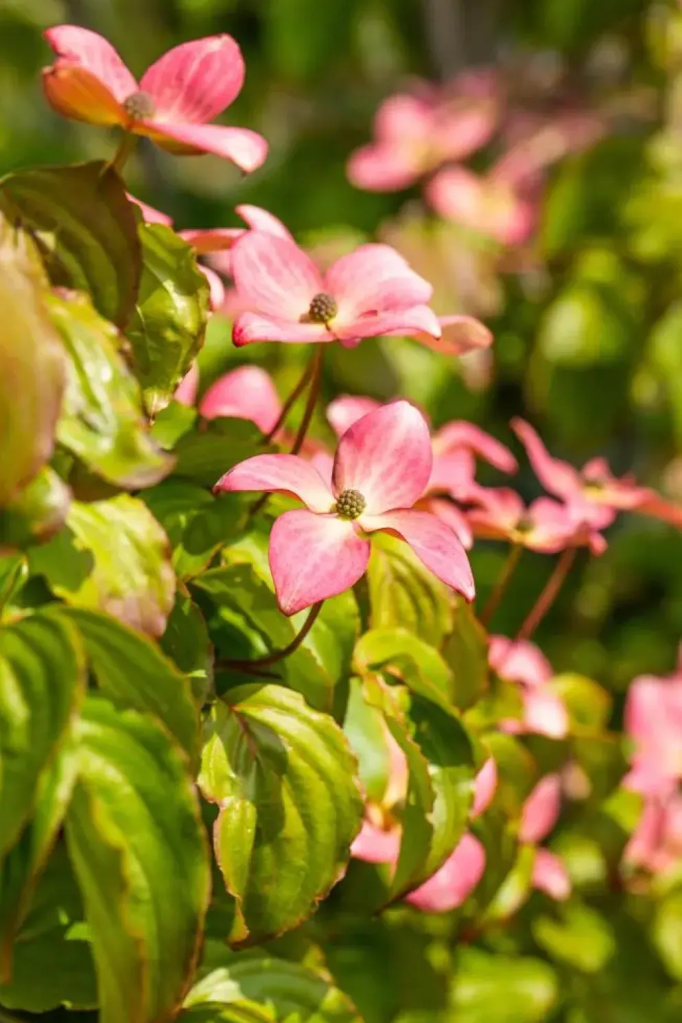 Cornus kousa 'Satomi'® (Japanse grootbloemige kornoelje 'Satomi')