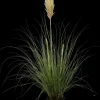 Cortaderia selloana (Pampasgras)