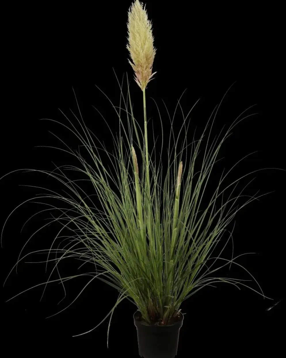 Cortaderia selloana (Pampasgras)