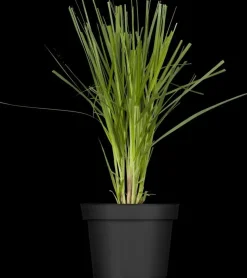 Cortaderia selloana (Pampasgras)