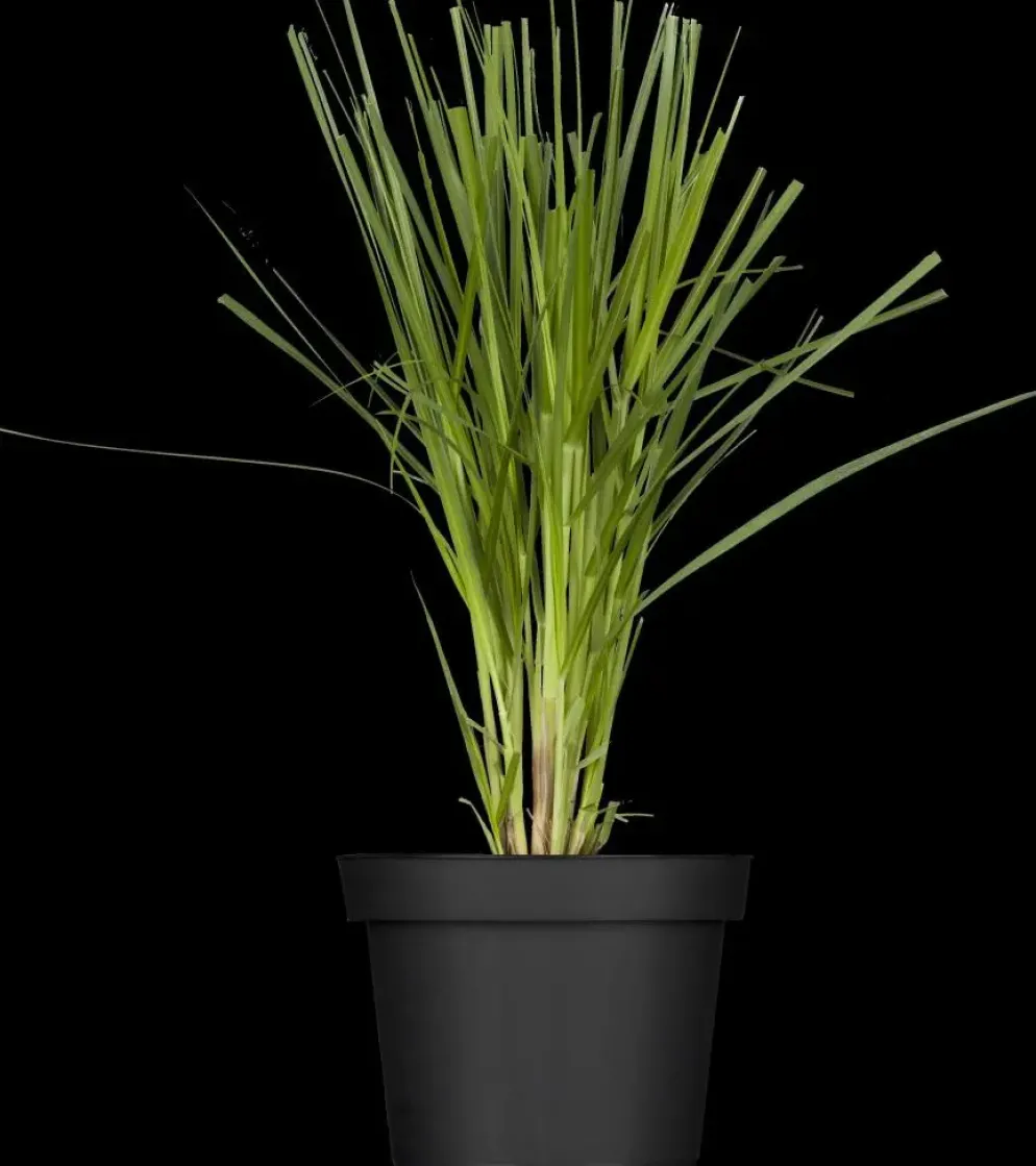 Cortaderia selloana (Pampasgras)