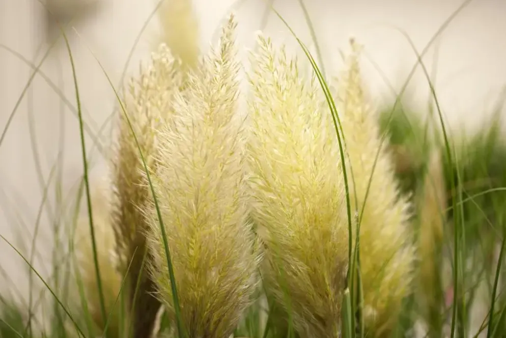 Cortaderia selloana (Pampasgras)