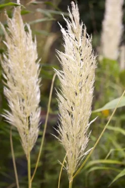 Cortaderia selloana (Pampasgras)