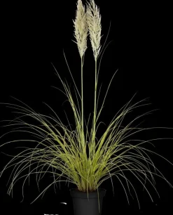 Cortaderia selloana (Pampasgras)
