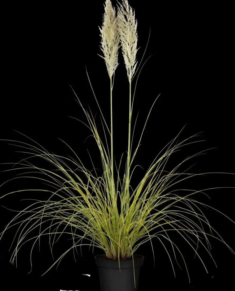 Cortaderia selloana (Pampasgras)
