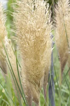 Cortaderia selloana (Pampasgras)