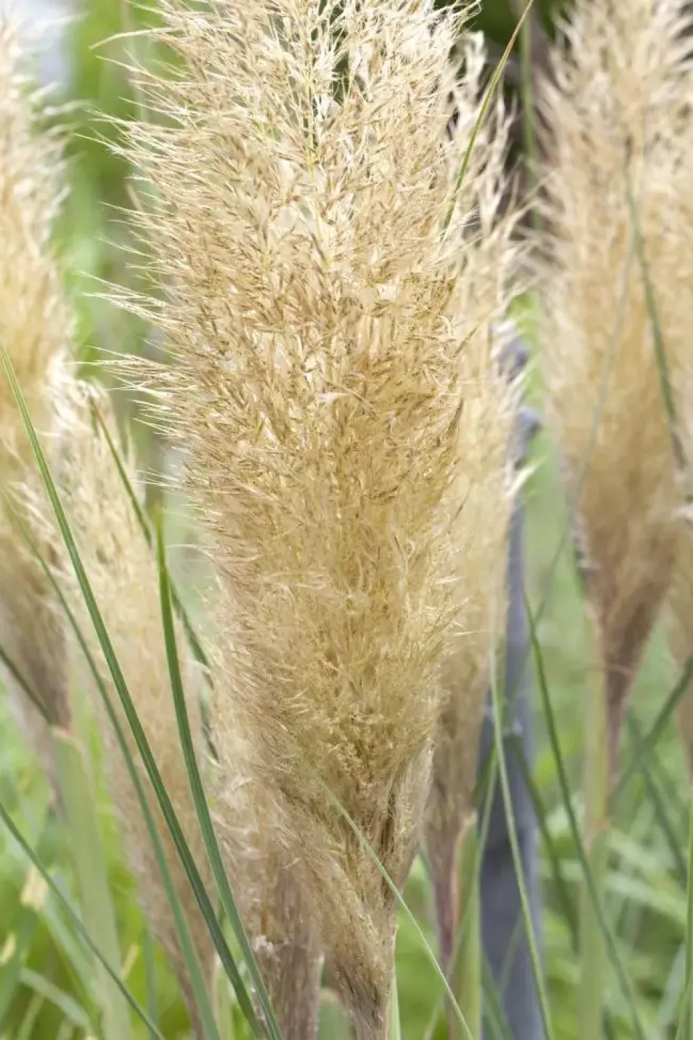 Cortaderia selloana (Pampasgras)