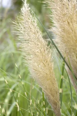 Cortaderia selloana (Pampasgras)