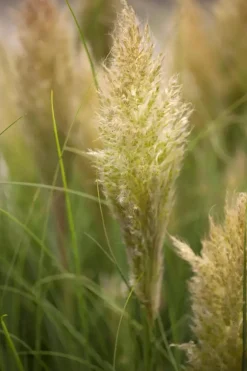 Cortaderia selloana (Pampasgras)