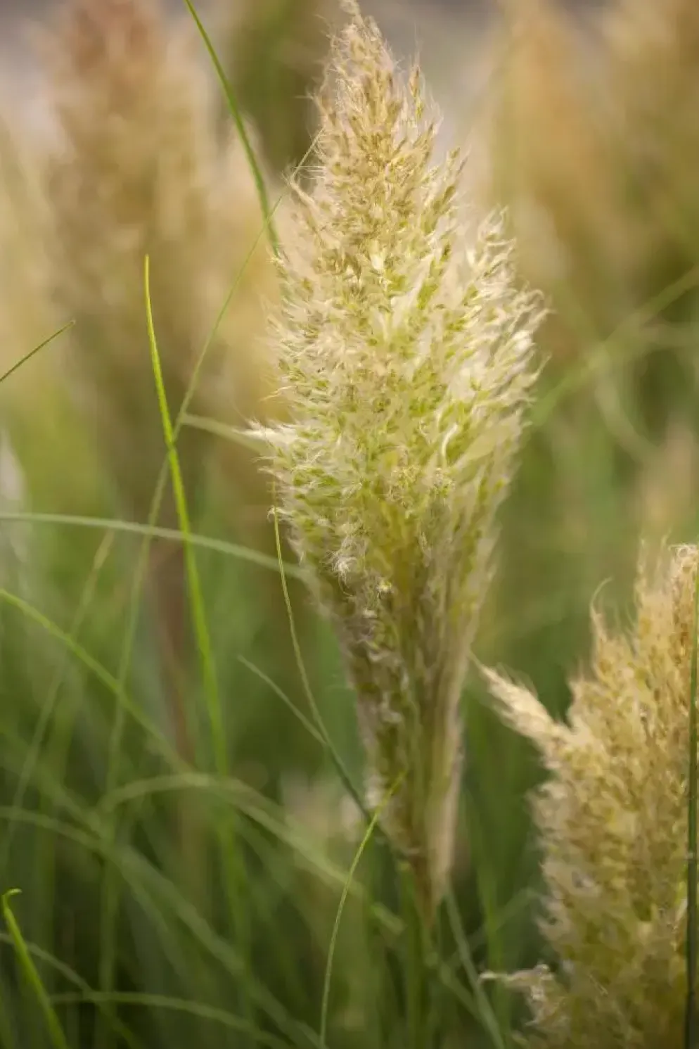 Cortaderia selloana (Pampasgras)