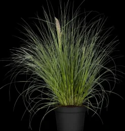 Cortaderia selloana (Pampasgras)
