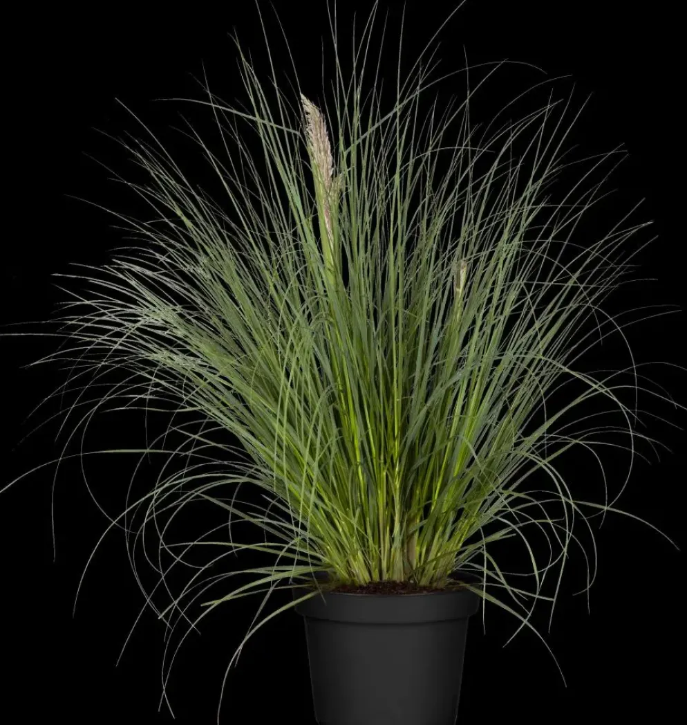 Cortaderia selloana (Pampasgras)