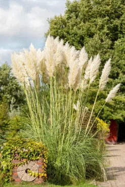 Cortaderia selloana (Pampasgras)