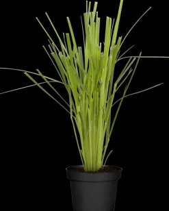 Cortaderia selloana (Pampasgras)