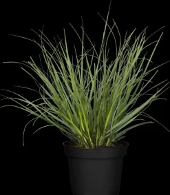 Cortaderia selloana (Pampasgras)