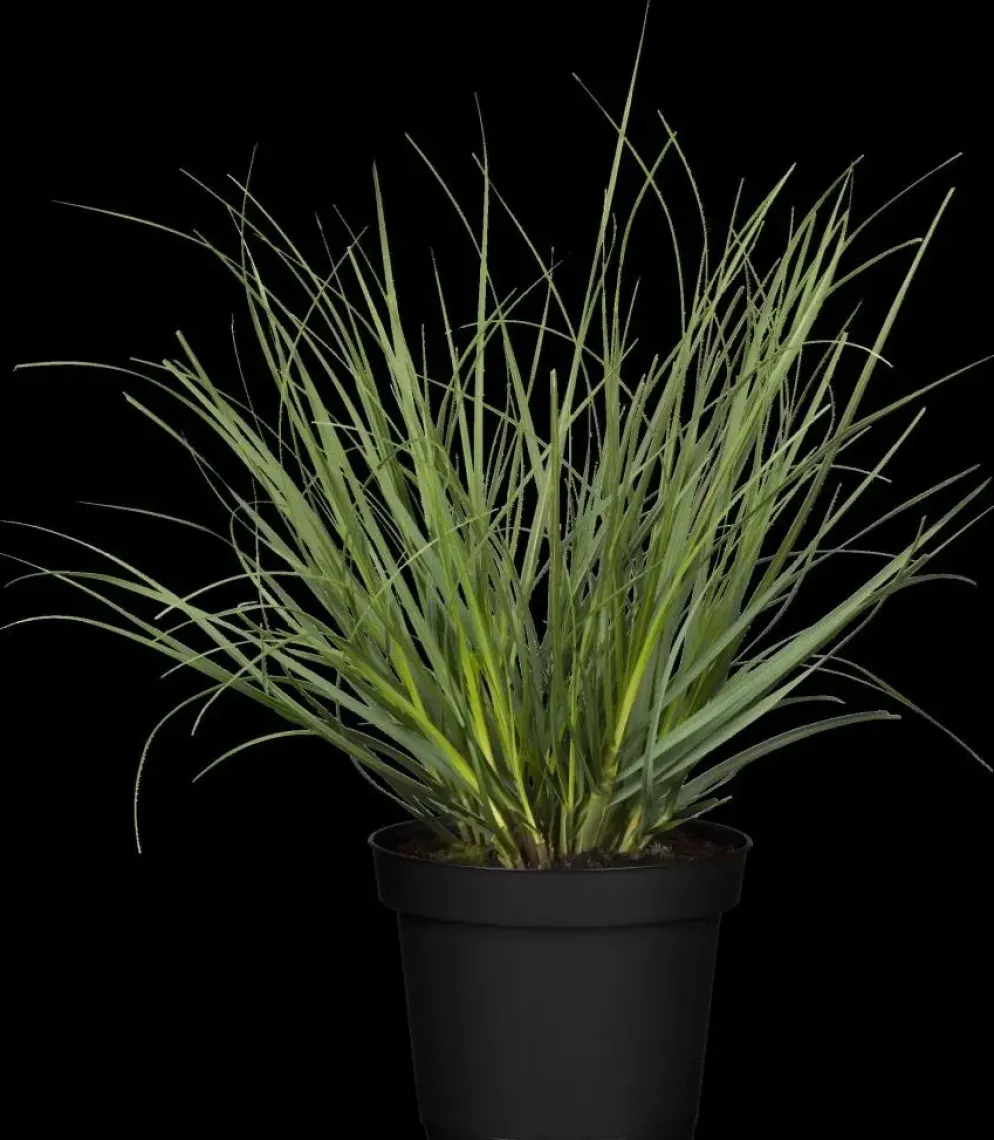Cortaderia selloana (Pampasgras)
