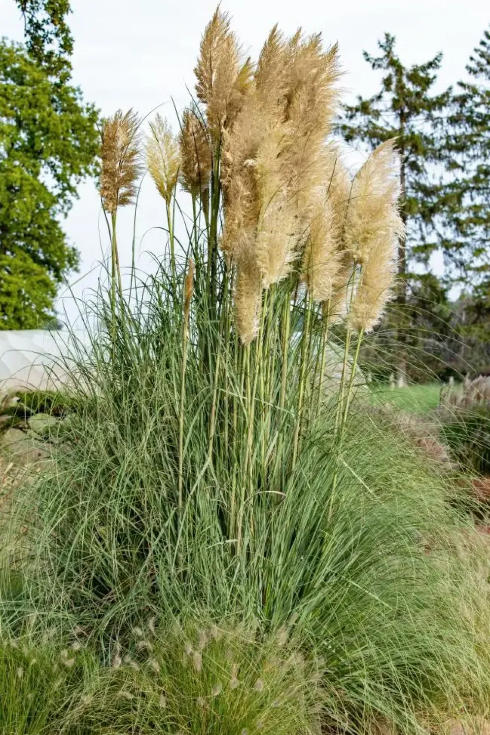 Cortaderia selloana (Pampasgras)