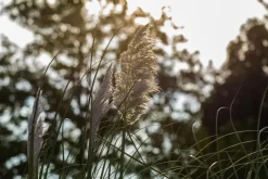 Cortaderia selloana (Pampasgras)