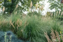 Cortaderia selloana (Pampasgras)