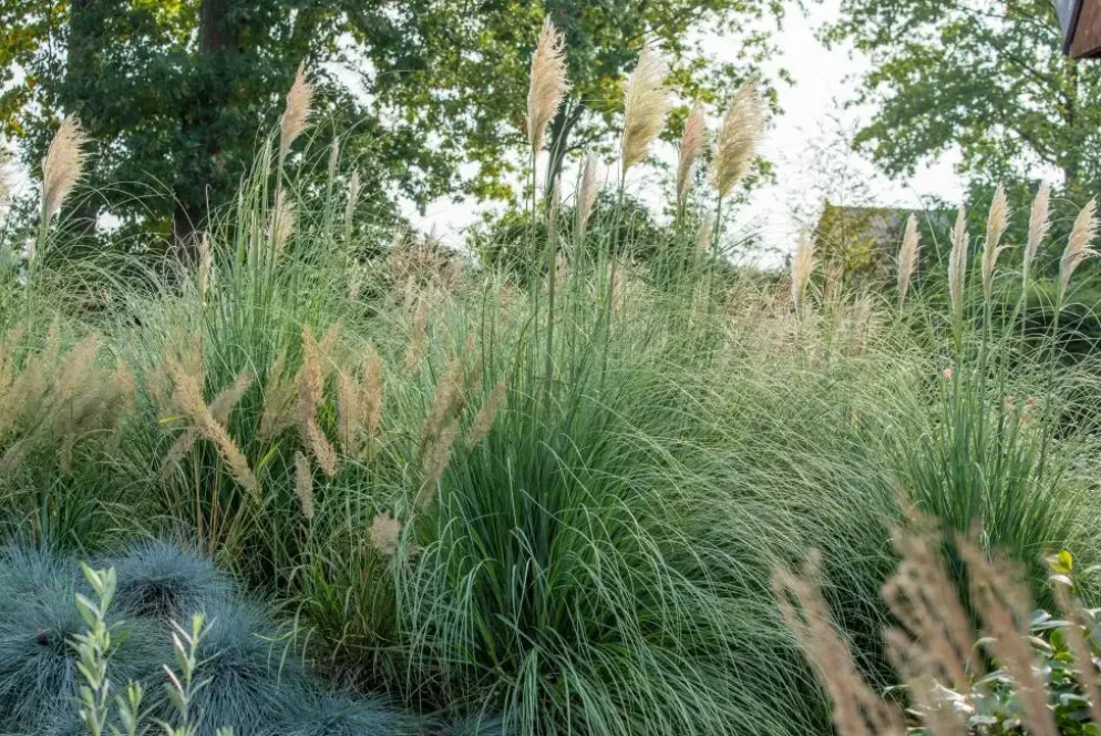 Cortaderia selloana (Pampasgras)