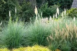 Cortaderia selloana (Pampasgras)