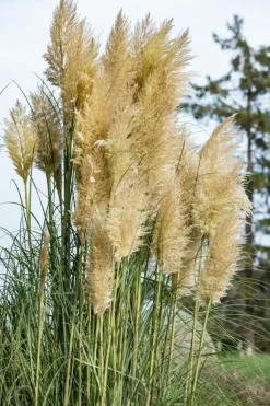 Cortaderia selloana (Pampasgras)