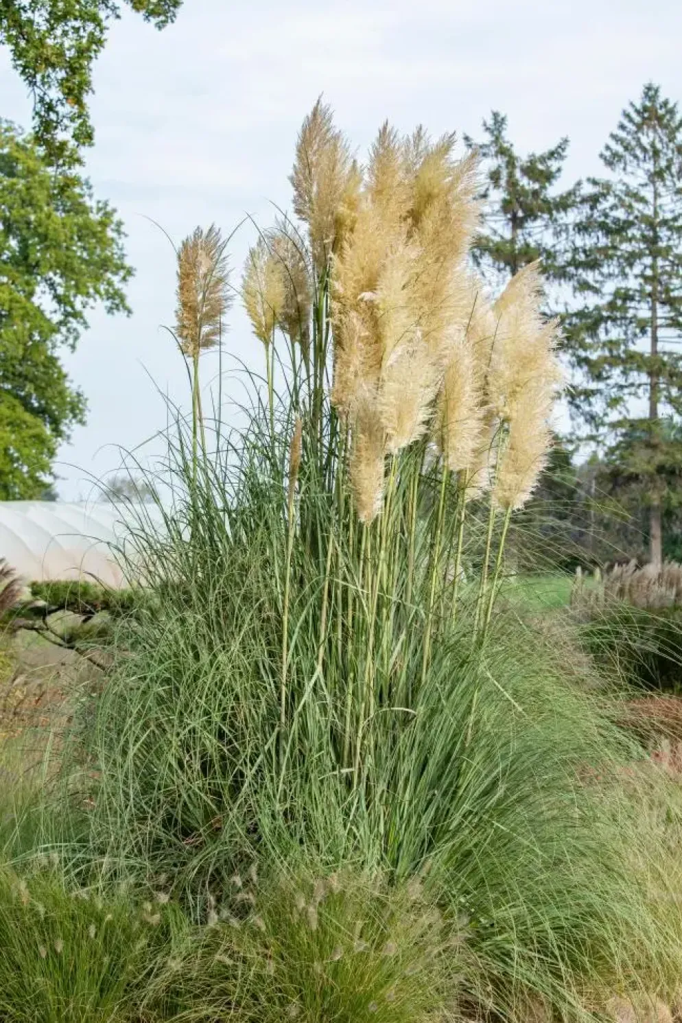 Cortaderia selloana (Pampasgras)