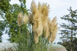 Cortaderia selloana (Pampasgras)
