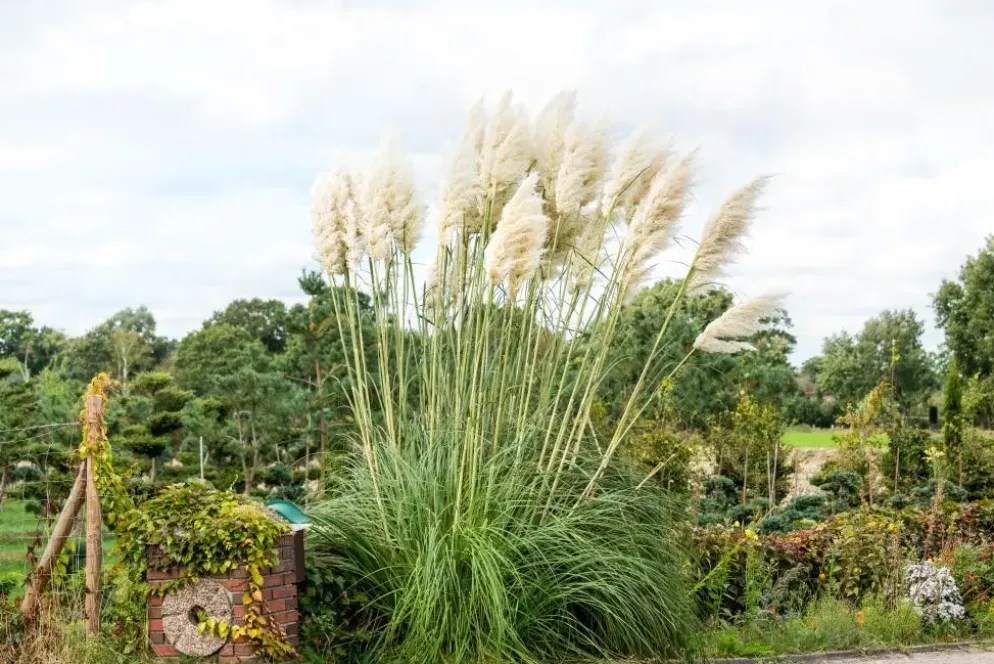 Cortaderia selloana (Pampasgras)