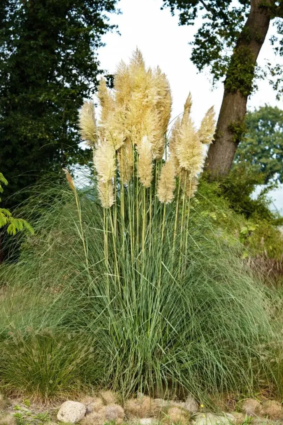 Cortaderia selloana (Pampasgras)