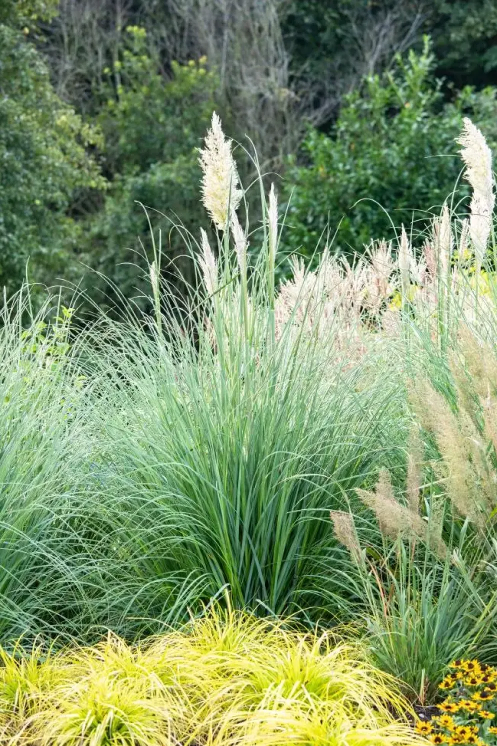 Cortaderia selloana (Pampasgras)