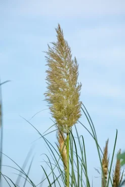 Cortaderia selloana (Pampasgras)
