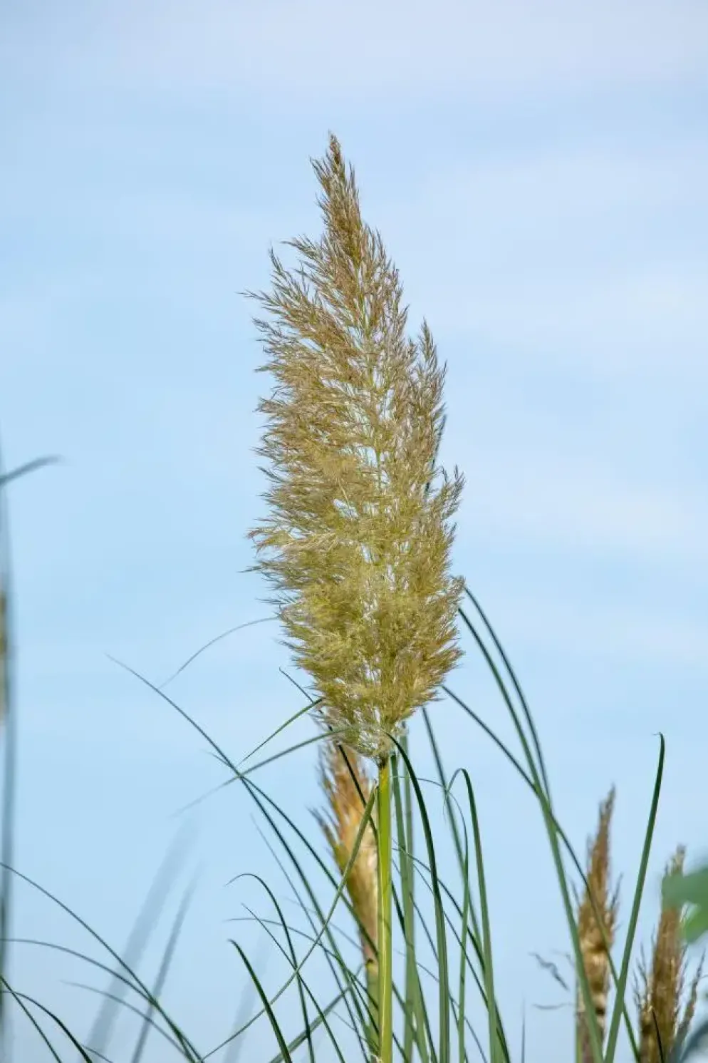 Cortaderia selloana (Pampasgras)