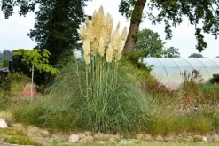 Cortaderia selloana (Pampasgras)