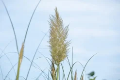 Cortaderia selloana (Pampasgras)