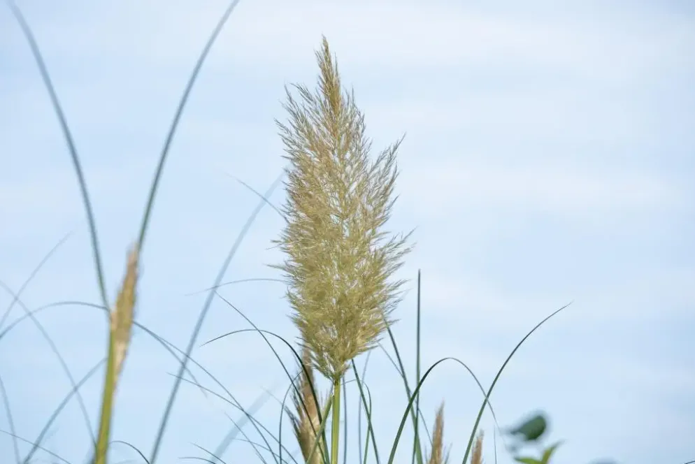 Cortaderia selloana (Pampasgras)