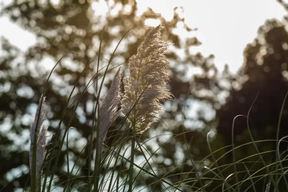 Cortaderia selloana (Pampasgras)