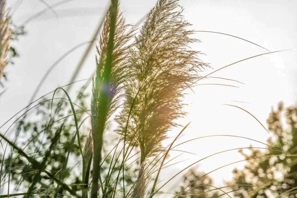 Cortaderia selloana (Pampasgras)