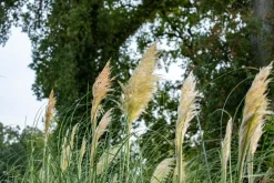 Cortaderia selloana (Pampasgras)