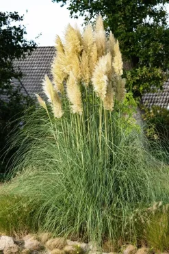 Cortaderia selloana (Pampasgras)