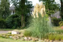 Cortaderia selloana (Pampasgras)
