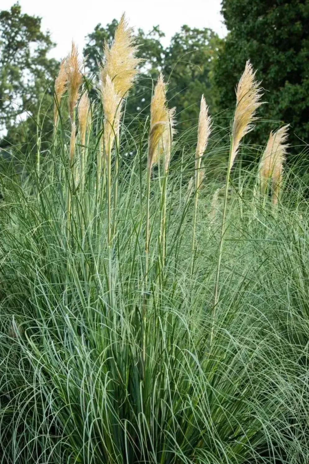 Cortaderia selloana (Pampasgras)