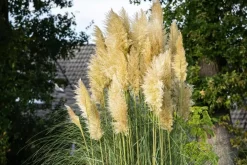 Cortaderia selloana (Pampasgras)