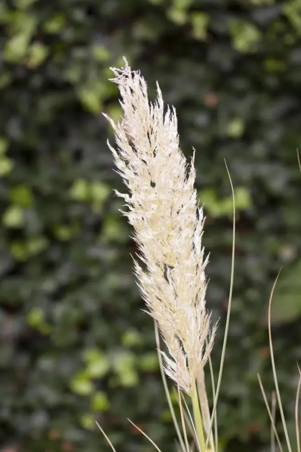 Cortaderia selloana (Pampasgras)